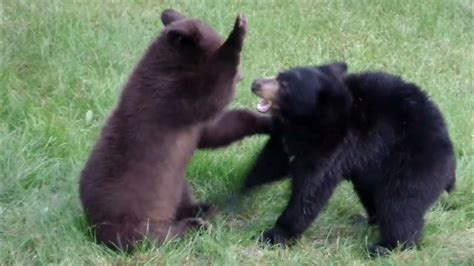 Bear Cub Wrestling 2 Youtube