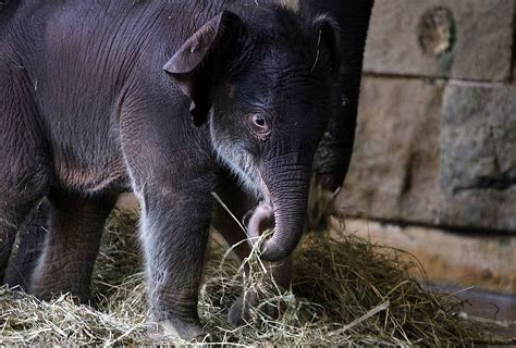 Orphaned Baby Elephants Find A New Home In First Of Its Kind Orphanage