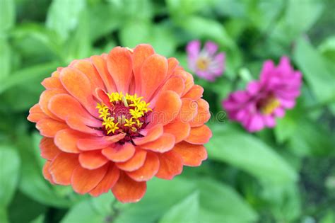 Orange Zinnia Flower Stock Image Image Of Delicate Spring 46729879