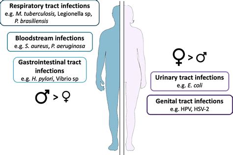 Frontiers Sexual Dimorphism And Gender In Infectious Diseases