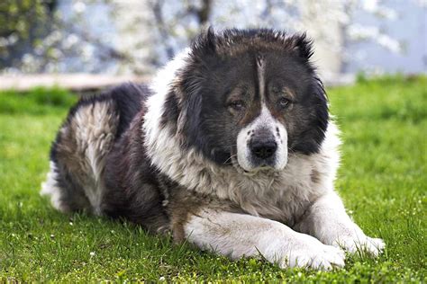 Caucasian Shepherd Caucasian Ovcharka Dog Breed Information