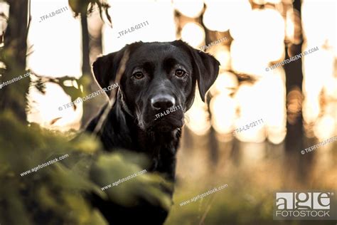 Adult Labrador Retriever Stock Photo Picture And Rights Managed Image