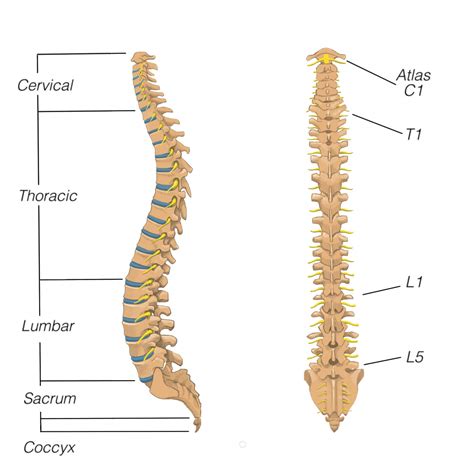 Spine Encyclopedia Anatomy Of The Spine And Spine Ailments