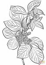 Coloring Ivy Poison Flowers Drawing Leaves Plant Toxicodendron Rhus Printable Leaf Getdrawings Common Supercoloring sketch template