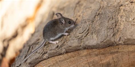 4 Common Entry Points For Mice Target Pest Control