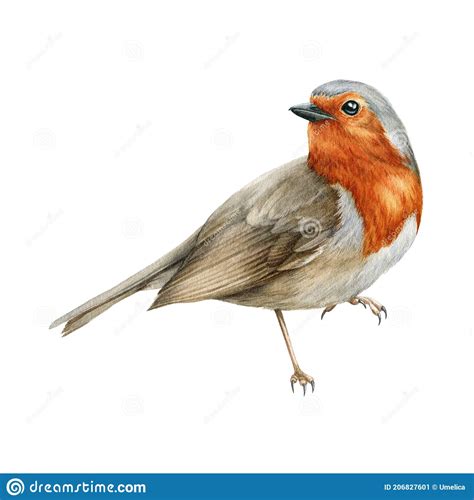 Robin Bird Watercolor Illustration Beautiful Song Bird Single Side