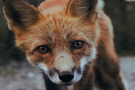 Foxes Eyes What They Look Like And Their Eyesight