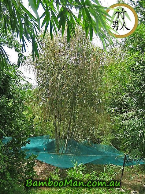 New Australian Cultivars Of Dendrocalamus Minor Bamboo Bamboo Whitsunday