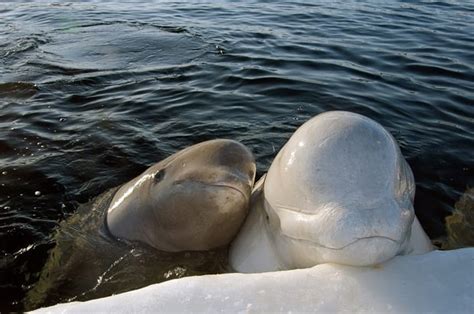 Divers Swim And Play With White Beluga Whales Under The Arctic Ice In The White Sea Russia
