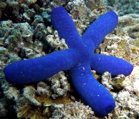 Blue Starfish Cutest Starfish Ever Linckia Laevigata Beqa Flickr