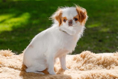 Japanese Chin Dog Breed Information Pictures And More