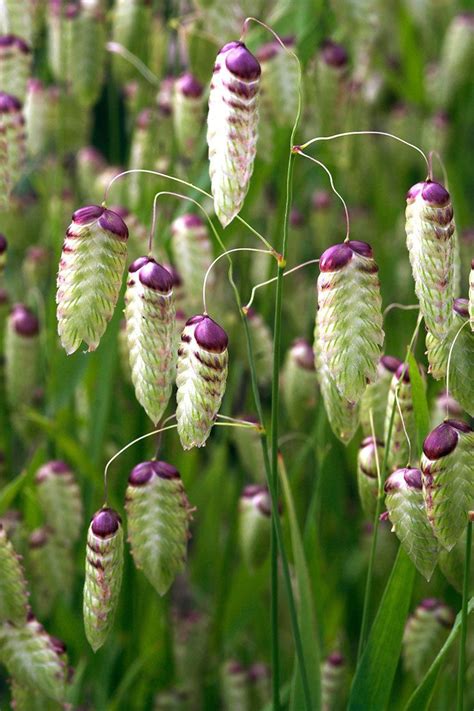 Land for sale in victoria ! Briza Maxima 'Greater quaking Grass Approx 200 Seeds Hardy Annual FOR SALE • £1.19 • See Photos ...