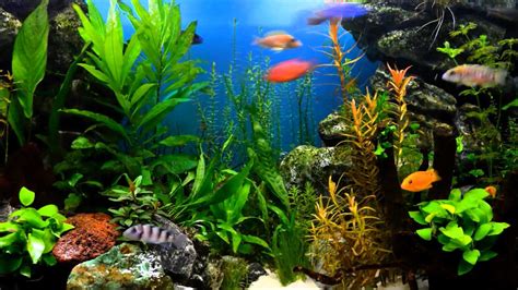 Amazing Aquarium Wallpapers Top Free Amazing Aquarium Backgrounds