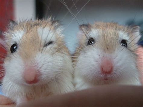 √ 6 Types Of Most Popular Hamster Breeds Hamster Breeds Roborovski