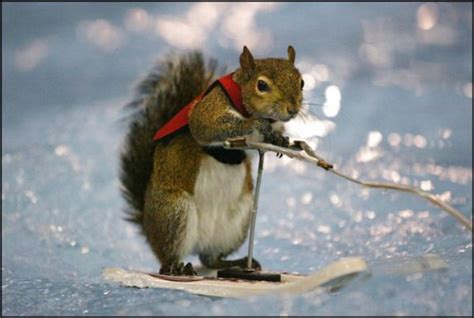 Funny Pictures Funny Squirrels In Action Fun Aye Daily Doze Of Humour