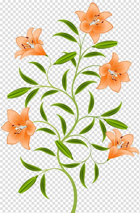 Flower Lilium Bulbiferum Tiger Lily Lily Transparent Background PNG