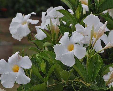 If you're looking for flower baby names for boys and girls, we've got a list of the cutest ones, plus the meanings behind them. What Is The Name Of This White Flower With Hollow Yellow ...