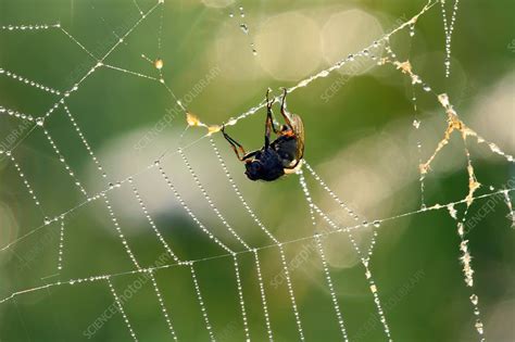 fly caught in a spider s web stock image c005 7371 science photo library