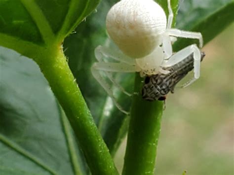 White Spider Id Texags
