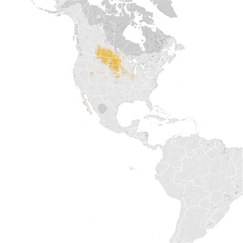 Marbled Godwit Abundance Map Pre Breeding Migration Ebird Status