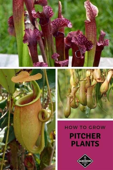 A total of 26 species of the recorded pitcher plants in the philippines can be found. How to Grow Pitcher Plants - Gardening Channel | Pitcher ...