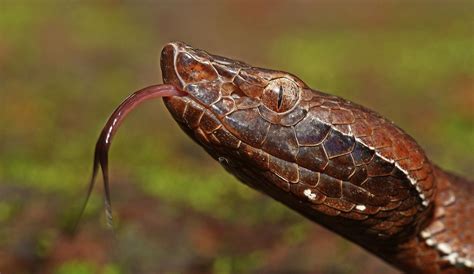 Photos These Are Indias Deadliest Snakes Viper Snake Pit Viper