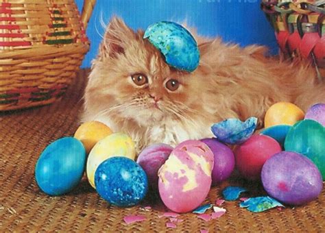 Cute Cats All Dressed Up For Easter 15 Photos I Can Has Cheezburger