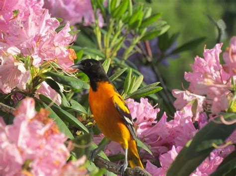 50 Stunning Summer Bird Photos Birds And Blooms
