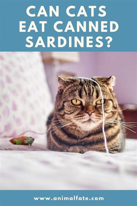 I eat sardines all the time but today i opened a can and started to eat them and they tasted funny. AnimalFate - Page 19 of 27 - Homepage