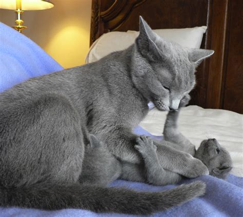 Russian Blue Information Health Pictures And Training