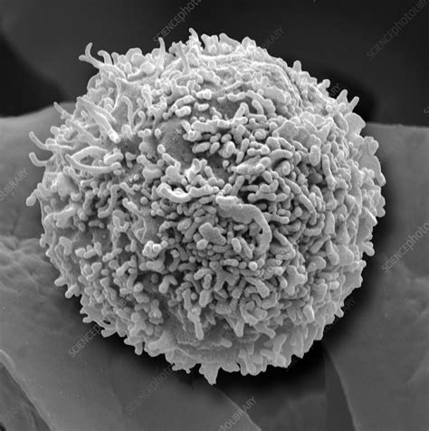 Lymphocyte White Blood Cell Sem Stock Image C0372424 Science