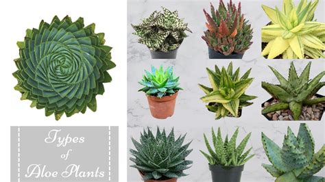 40 Types Of Aloe Plants Aloe Varieties With Names Aloe Species