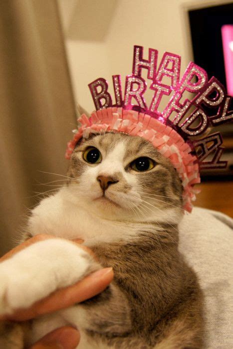 Pix For Cats In Birthday Hats Cute Animals Pinterest Birthdays