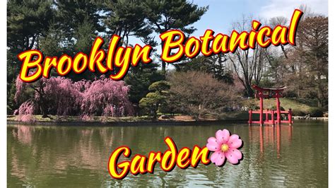 Brooklyn Botanical Garden 🌸 Cherry Blossom In Brooklyn Botanical