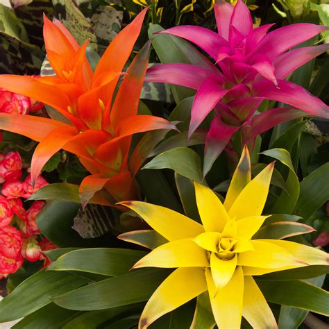 12 Bromeliad Types And How To Care For Them Indoors Glidetrack
