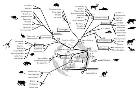 Study Offers New Insights Into The Timeline Of Mammal Evolution