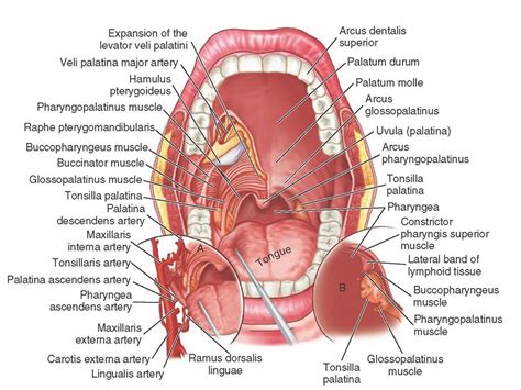 Oral Pharynx With Special Reference To The Palatine Tonsil And The