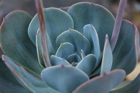 Found This Blog About Growing Succulents In Australia Rgardening