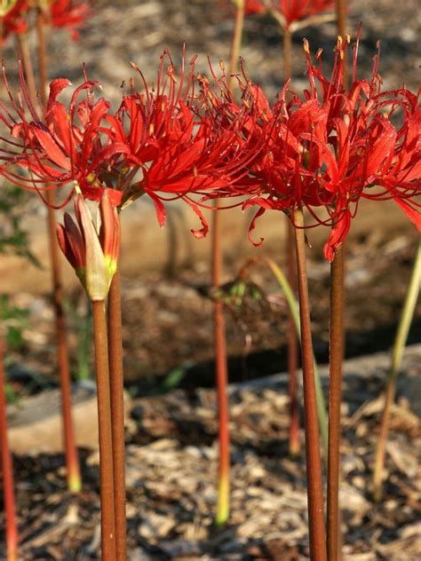 Fresh Flower Bulbs Lycoris Radiata Var Pumila Red Spider Lily 3