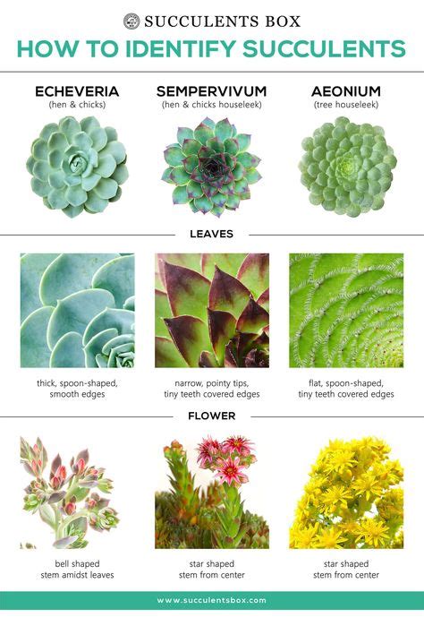 50 Best How To Identify Types Of Succulents Images Types Of