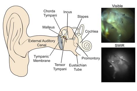 As you know that ear really an important part of body which help human to hear something. A New Eye on the Middle Ear - UConn Today
