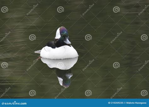 A Male Bufflehead Duck Swimming In The Pond West Vancouver Bc Stock