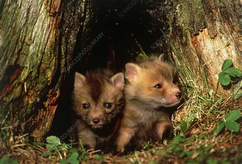 Red Fox Puppies Vulpes Vulpes In Their Den Stock Image Z9320102