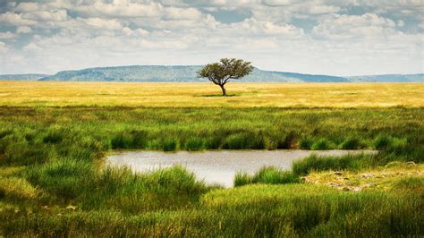 Landscape With Single Tree Near A Lake In Serengeti