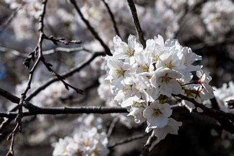 What Will Cold Blustery Weather Mean For Dcs Cherry Blossoms Wtop News