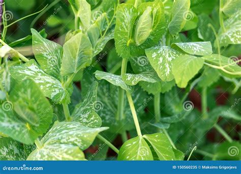 Sugar Snap Peas Pisum Sativum Macrocarpon Green Stems And Leaves In The