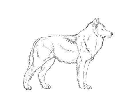 Male Adult Canadian Timber Wolf Body Outline By Terra Anne On Deviantart