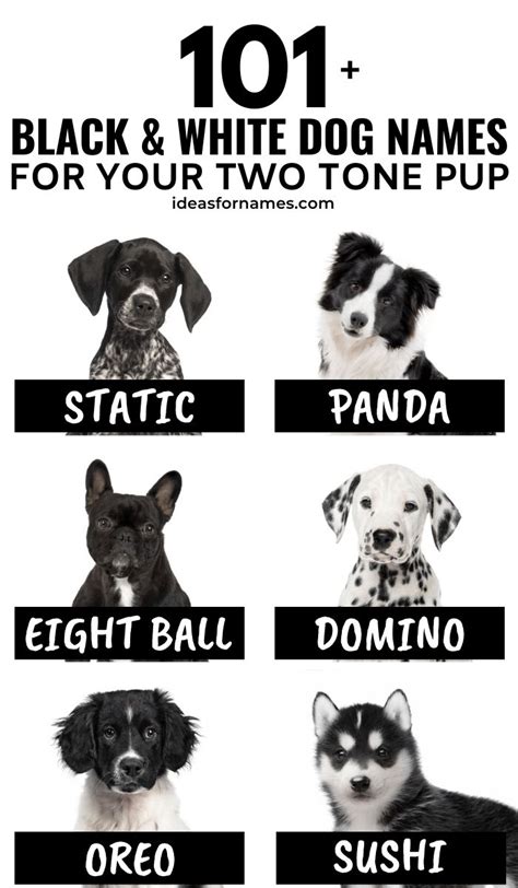 Dog Names For Halloween Lovers Dopi