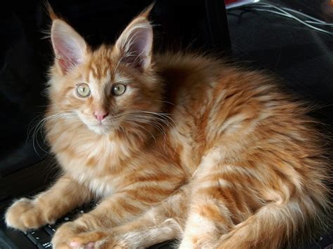 Orange Maine Coon Facts Origin And History With Pictureswith