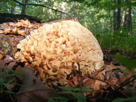 Edible Mushroom Identification Wild Edible Mushrooms